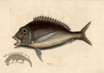 Catesby Fish 4